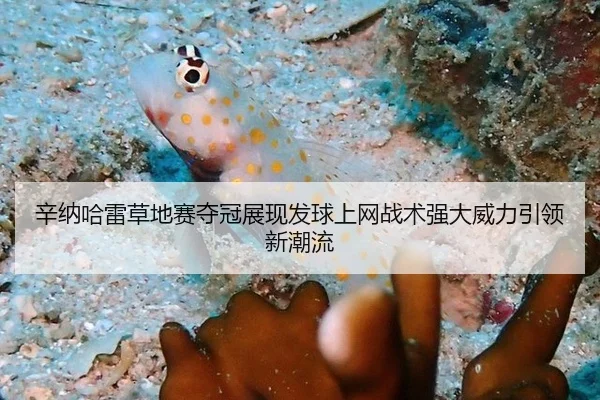 辛纳哈雷草地赛夺冠展现发球上网战术强大威力引领新潮流